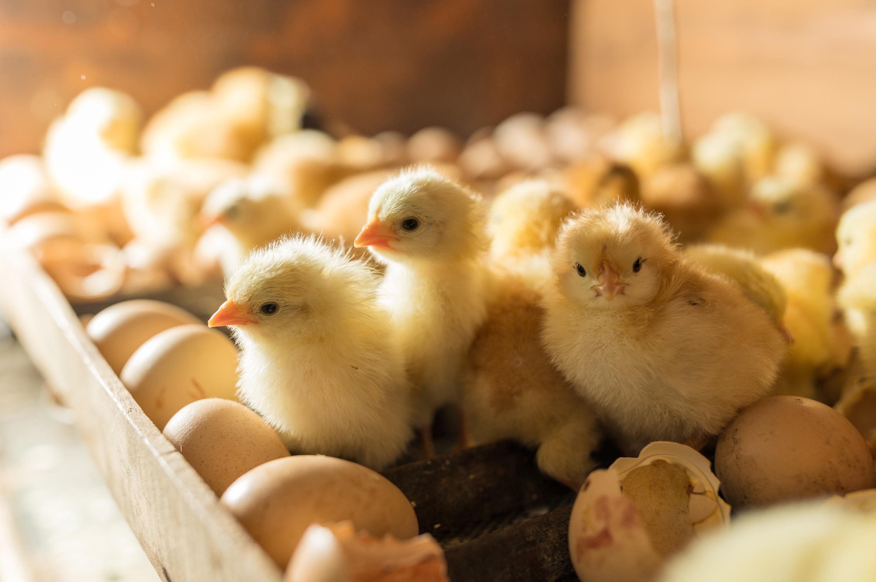 Breeding & Hatchery